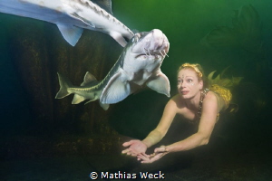 Mermaid Daniela Rodler in artificial lake "Natura Gart" i... by Mathias Weck 